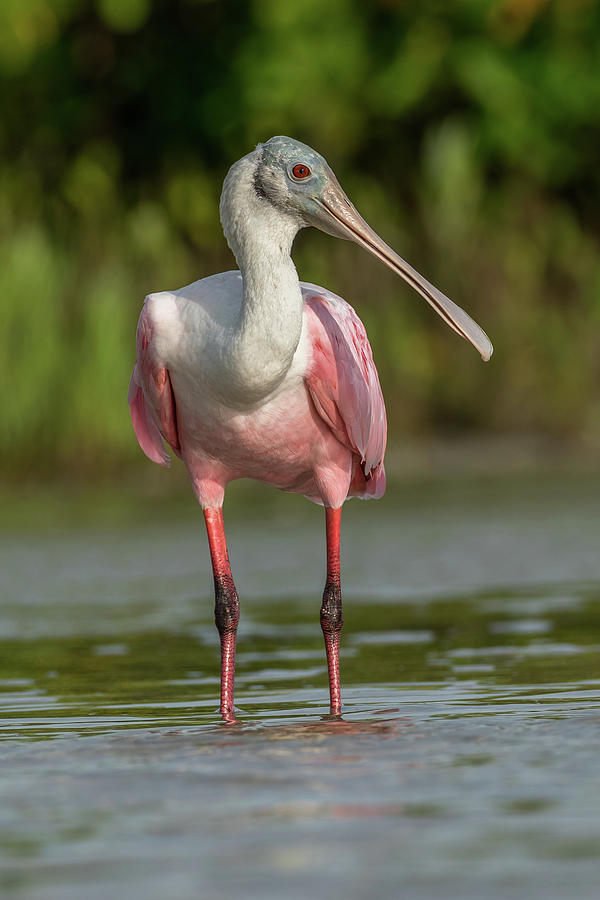 Roseate Spoonbill Photograph by Gary Roche - Fine Art America