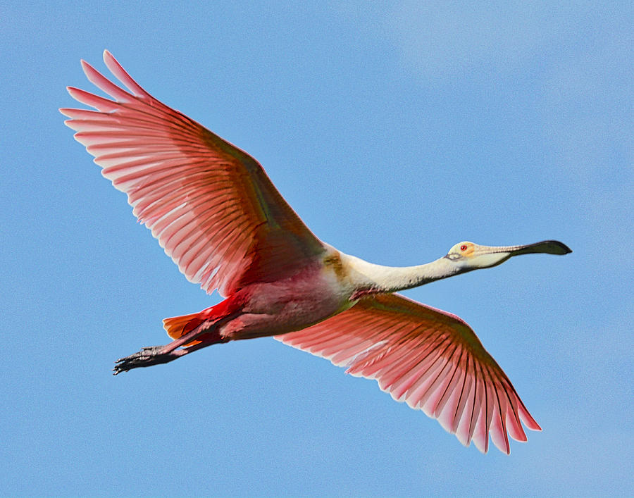 Roseate Spoonbill in Flight Photograph by Lindy Pollard - Fine Art America