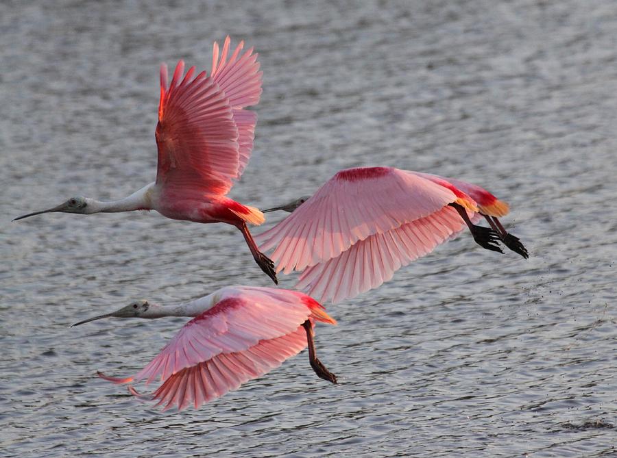 Roseate Spoonbill #1 Photograph by Jeanne Andrews