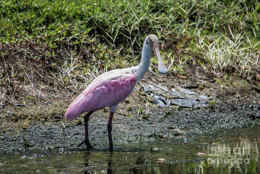 Roseate Spoonbill #1 Photograph by John Greco