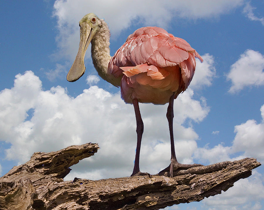 Roseate Spoonbill #1 Photograph by Larry Linton
