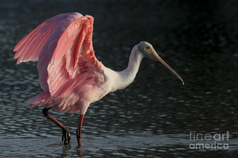 Roseate Spoonbill #1 Photograph by Meg Rousher