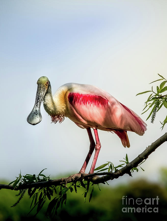 Roseate Spoonbill On Limb Photograph by Robert Frederick