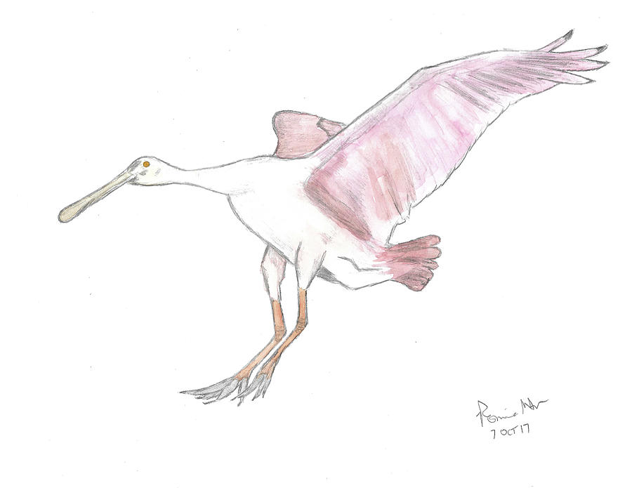 Roseate Spoonbill #1 Mixed Media by Ronnie Maum