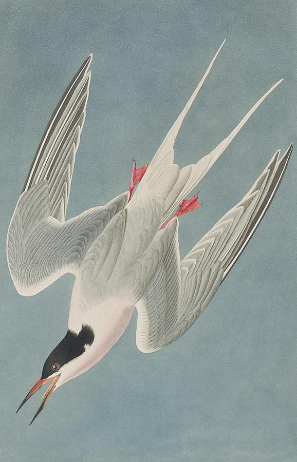 John James Audubon Painting - Roseate Tern by John James Audubon