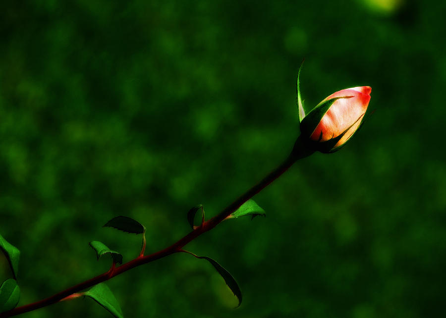 Rose Photograph - Rosebud #1 by Lyle  Huisken