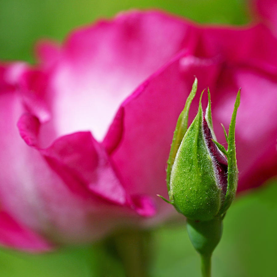 Spring Photograph - Budding Rose by Rona Black