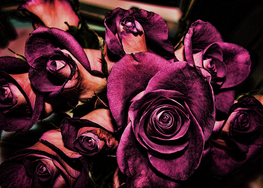 Rose Digital Art - Roses #1 by Cathy Harper