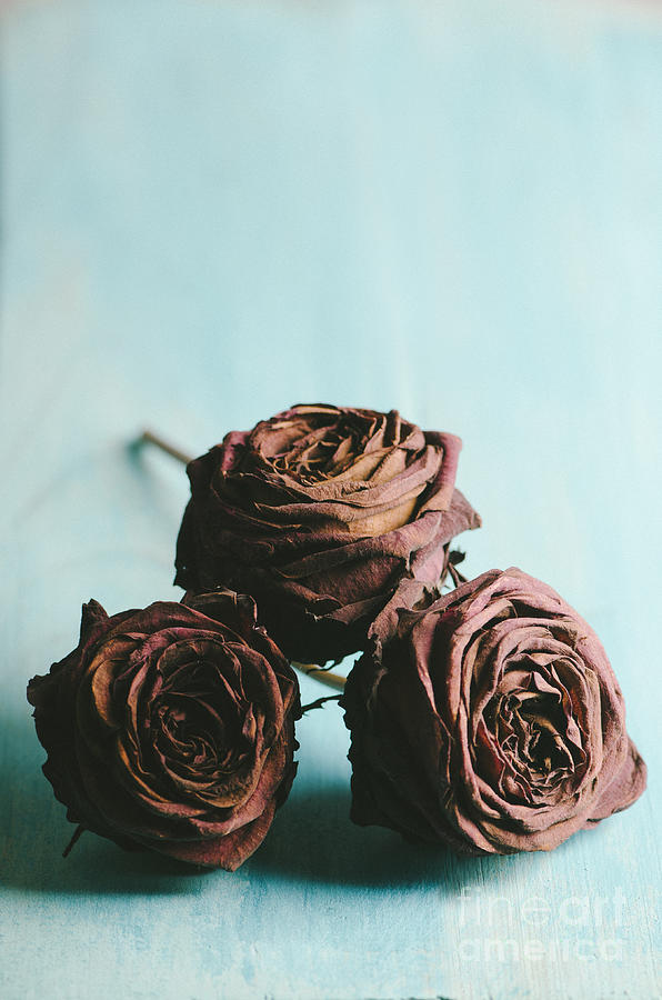 Roses on pastel blue table Photograph by Jelena Jovanovic