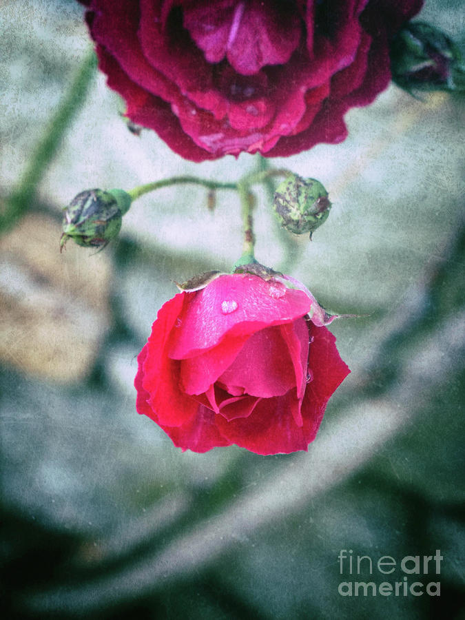 Roses #2 Photograph by Silvia Ganora