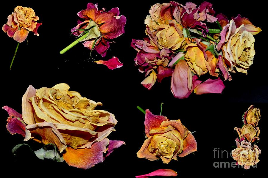 Roses #12 Photograph by Sylvie Leandre