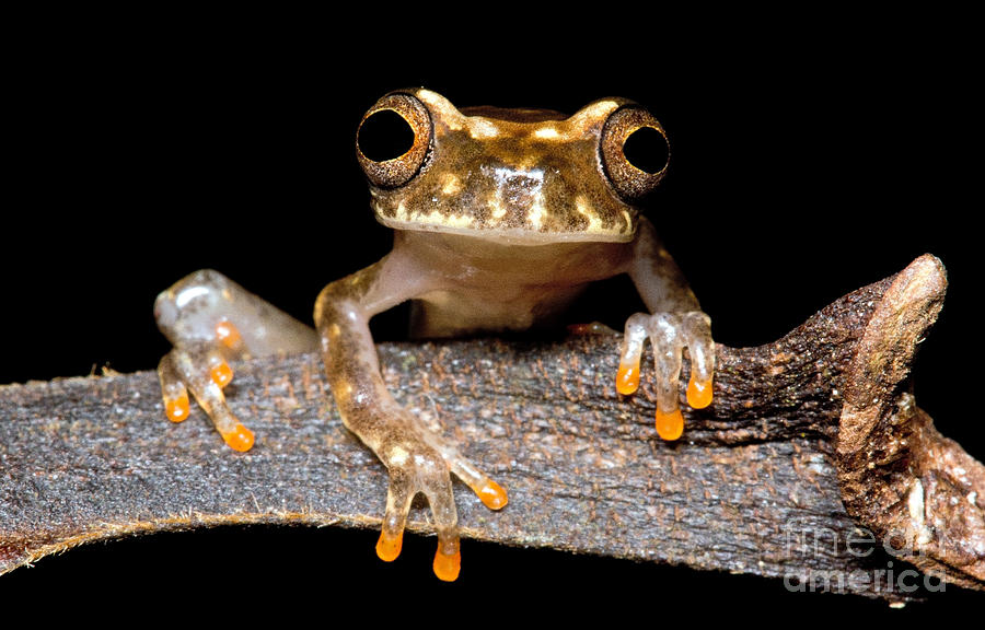 Ross Allens Treefrog #1 Photograph by Dant Fenolio
