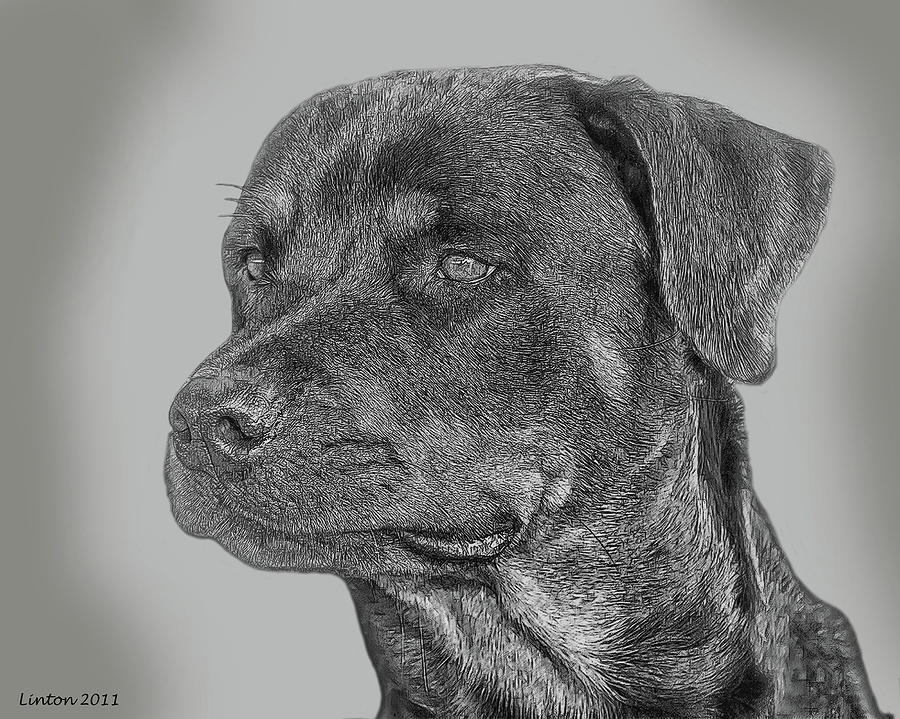Rottweiler Digital Art by Larry Linton
