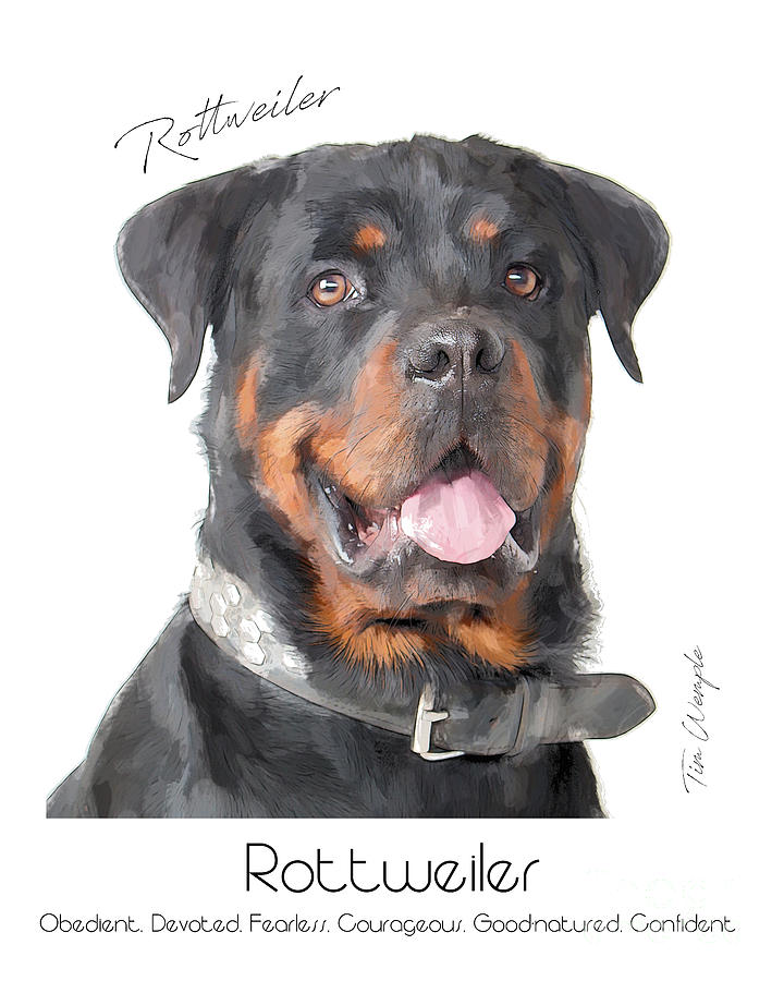 Rottweiler Poster #1 Digital Art by Tim Wemple