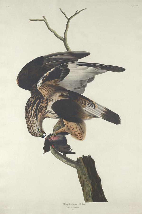 John James Audubon Drawing - Rough Legged Falcon #1 by Dreyer Wildlife Print Collections 