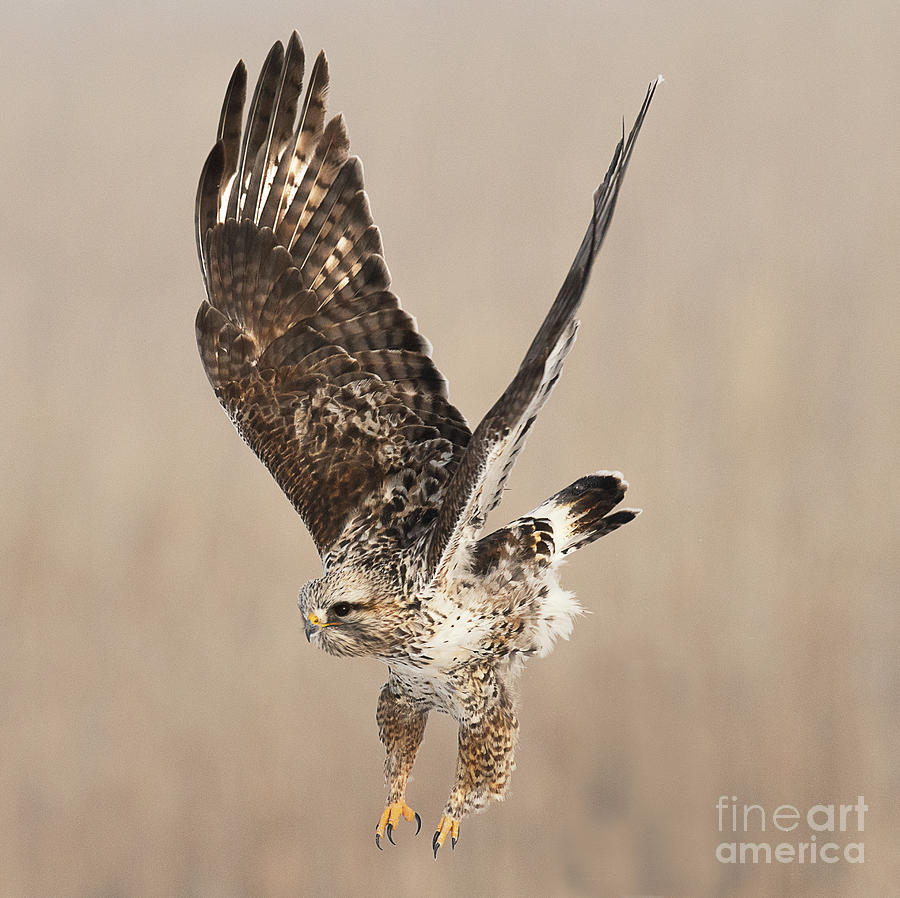 Rough Legged Hawk Hunting #2 Photograph by Dennis Hammer