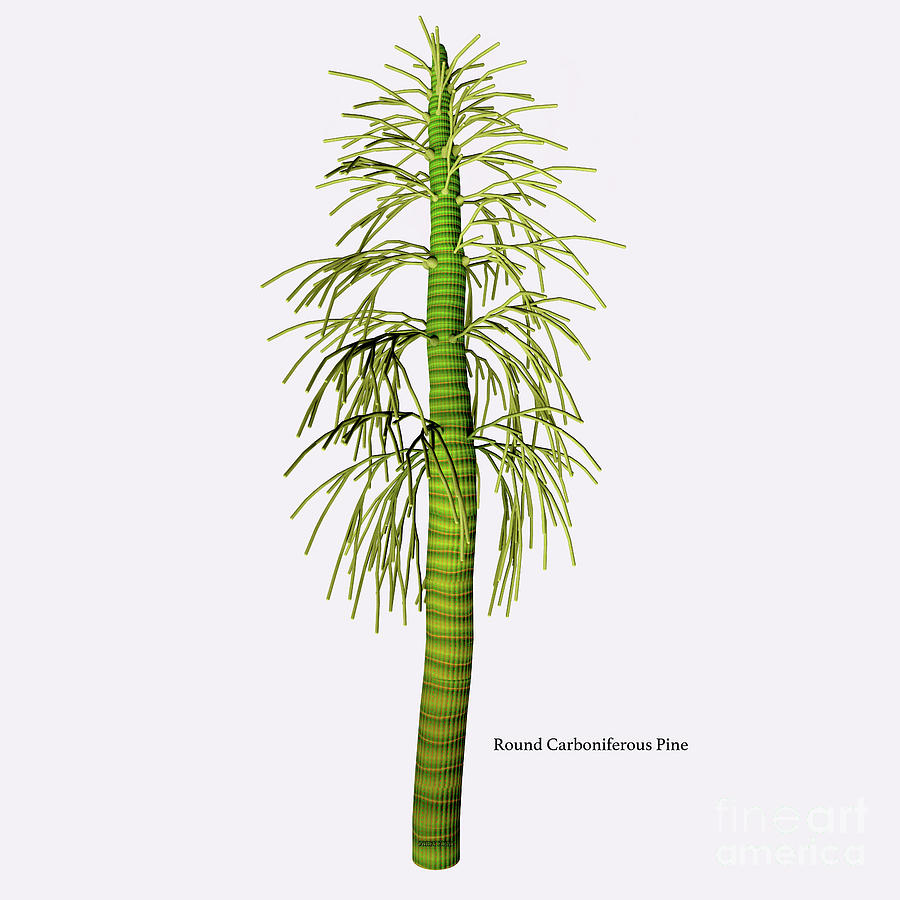 Round Carboniferous Pine #1 Digital Art by Corey Ford
