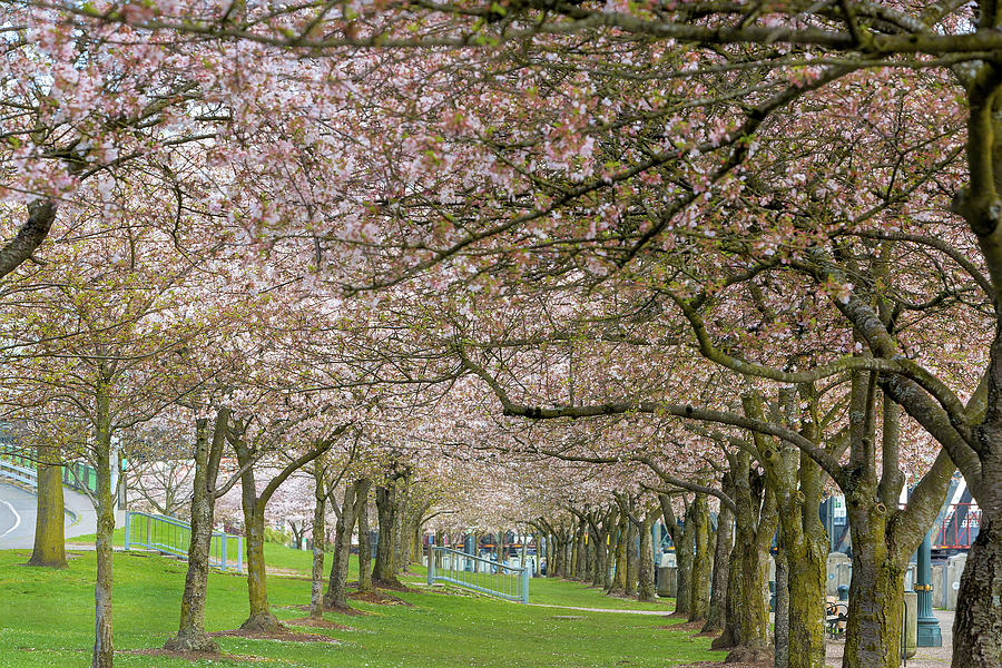 Rows Of Cherry Blossom Trees In Spring Photograph