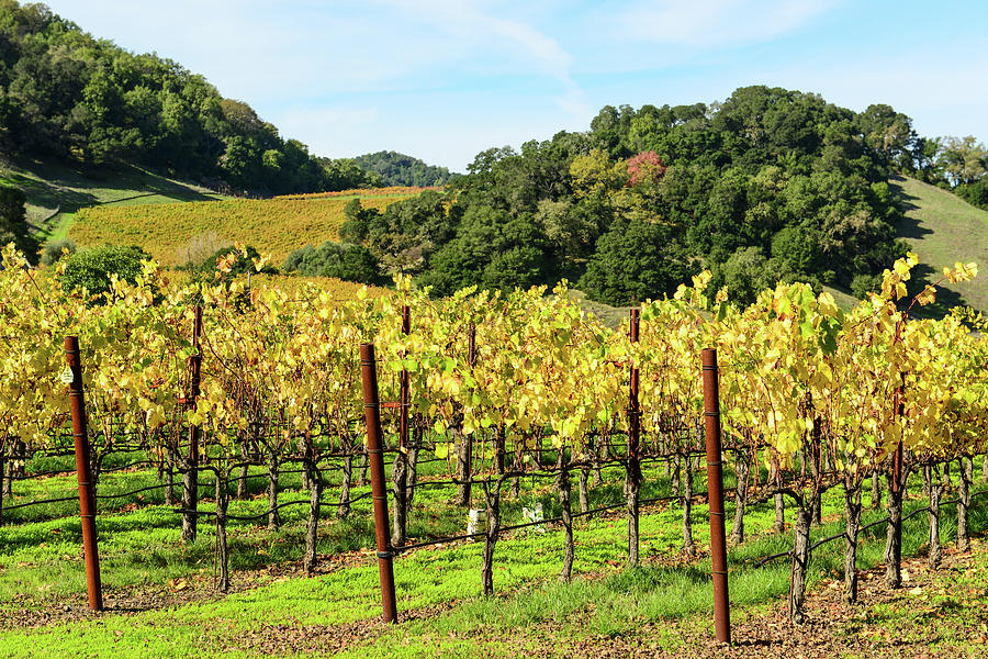 Rows of Grapevines in Napa Valley California #1 Photograph by Brandon Bourdages