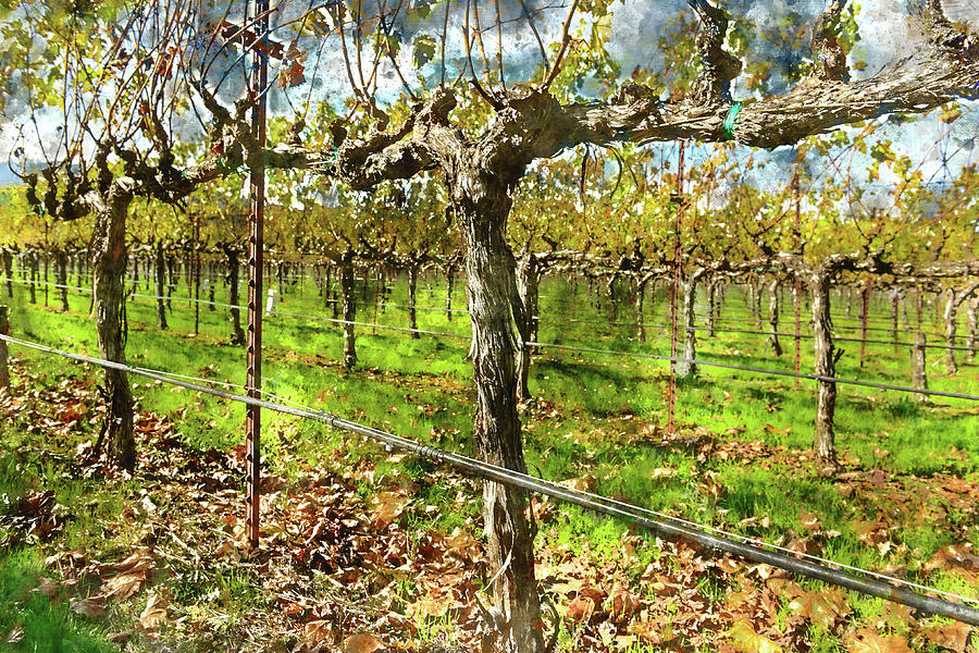 Rows Of Grapevines In Napa Valley Caliofnia Photograph