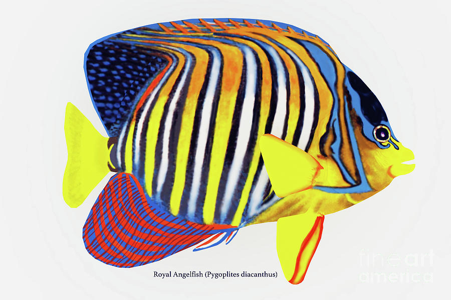 Royal Angelfish #1 Digital Art by Corey Ford