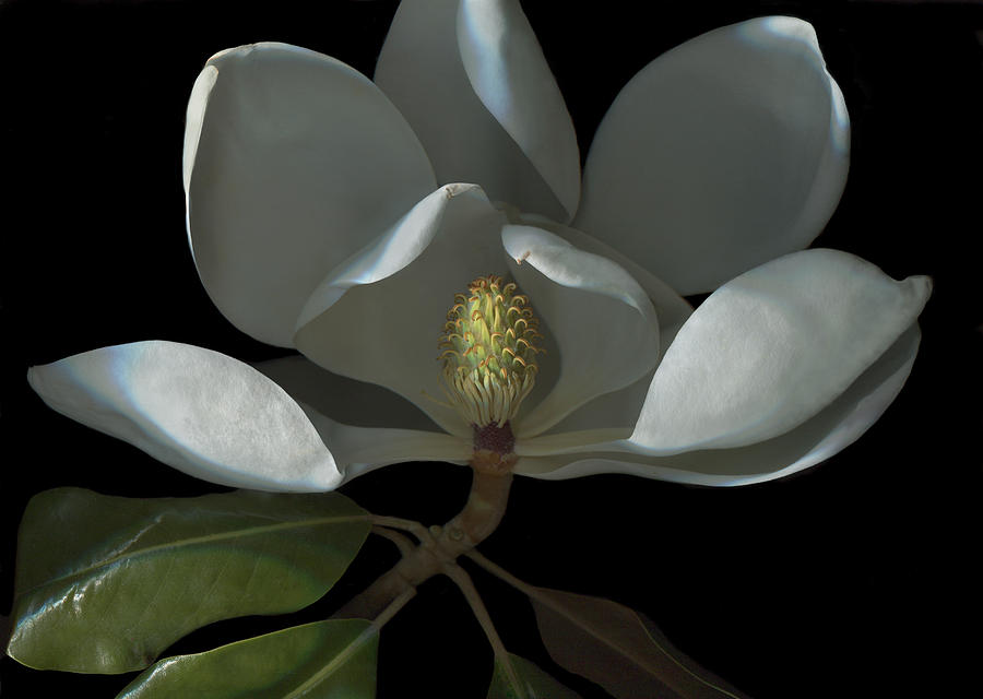 Royal Magnolia #1 Photograph by Susan Rinehart
