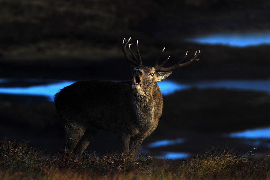 Royal Stag #1 Photograph by Gavin MacRae