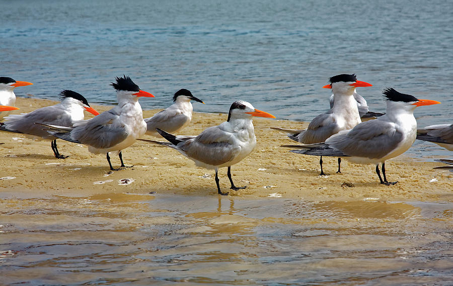Royal Terns on Sand Spit #1 Photograph by Sally Weigand