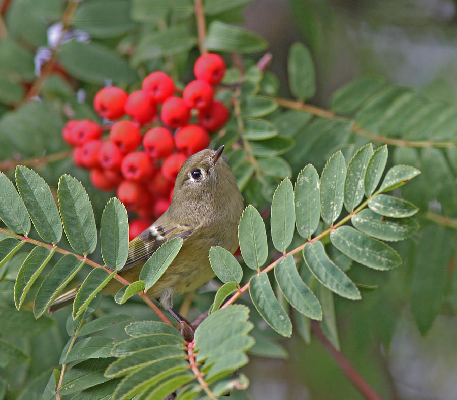 Bird Photograph - Ruby-crowned Kinglet #1 by Gary Wing