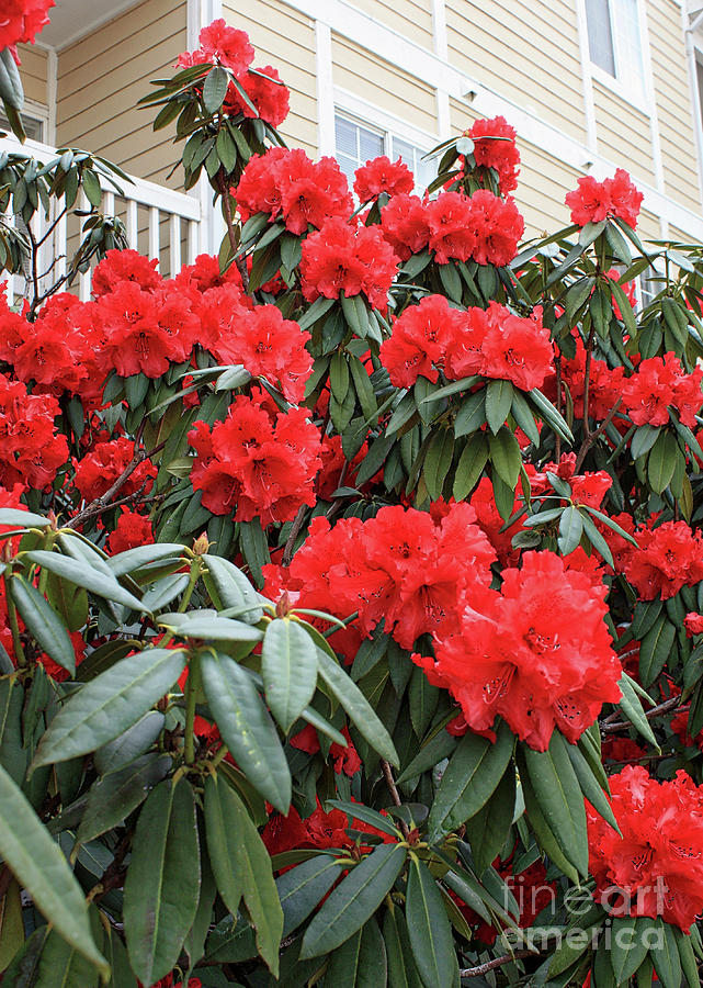 Ruby Red Rhododendron #1 Photograph by Carol Groenen