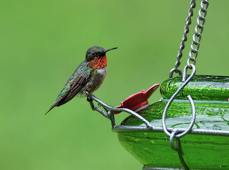 Ruby-throated Hummer #1 Photograph by Ronda Ryan