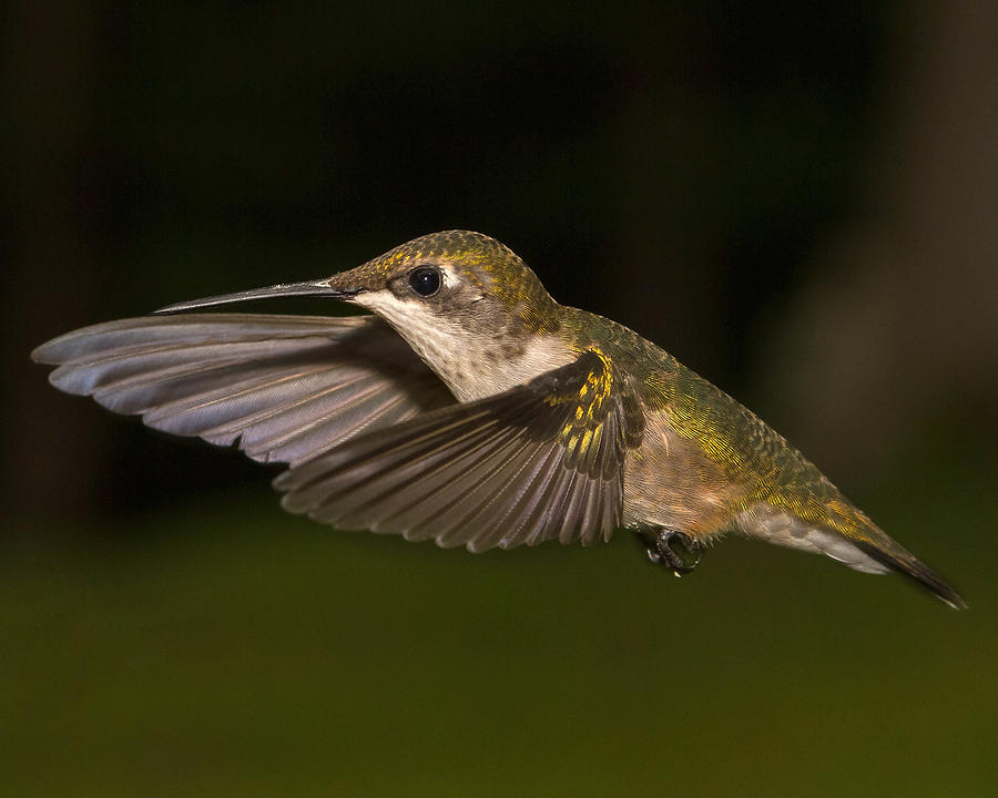 Ruby Throated Hummingbird #1 Photograph by Brian Caldwell