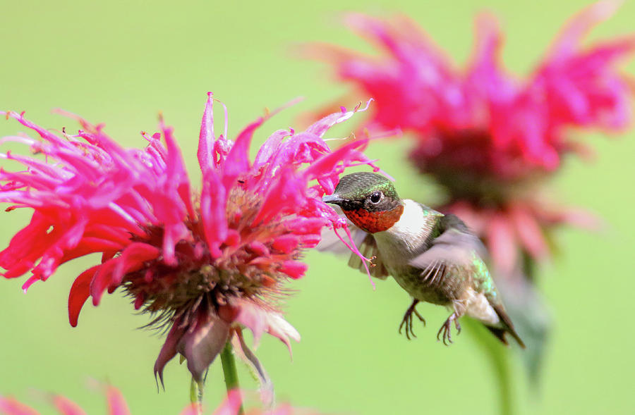 Ruby Throated Hummingbird #1 Photograph by Brook Burling