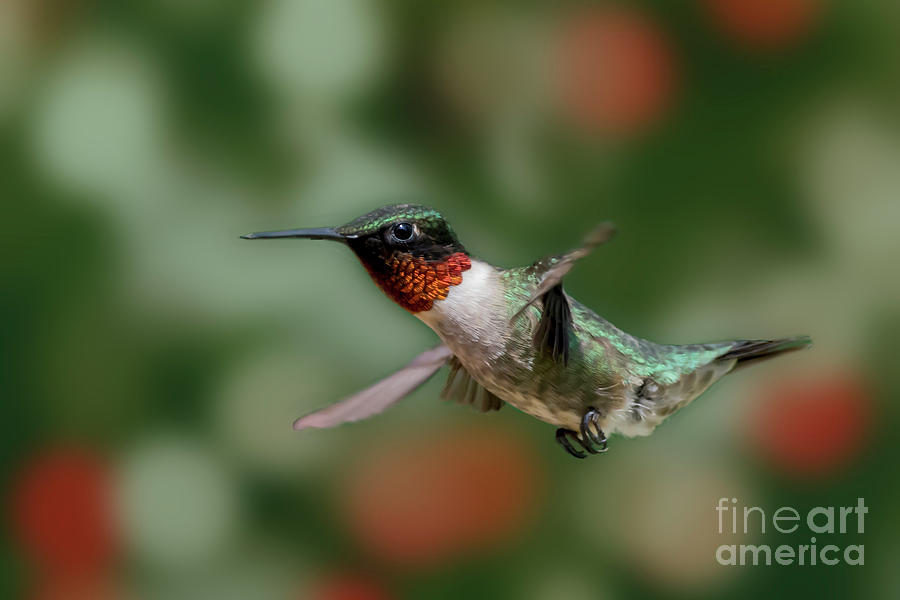 Ruby throated hummingbird flying by #1 Photograph by Dan Friend