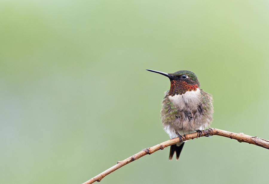 Ruby-throated Hummingbird #1 Photograph by Jim Zablotny