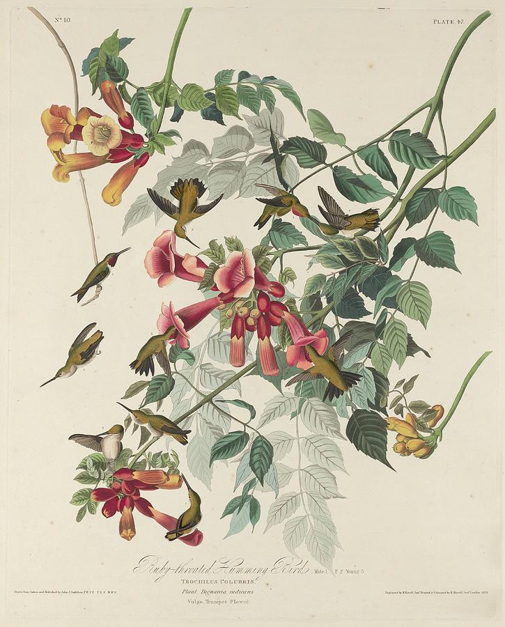 Ruby-Throated Hummingbird #1 Drawing by Dreyer Wildlife Print Collections 