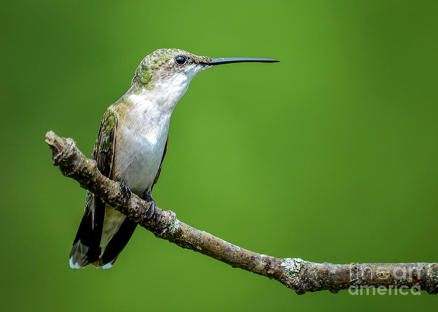 Ruby-throated Hummingbird by Katie Joya Ruby-throated Hummingbird by Katie Joya