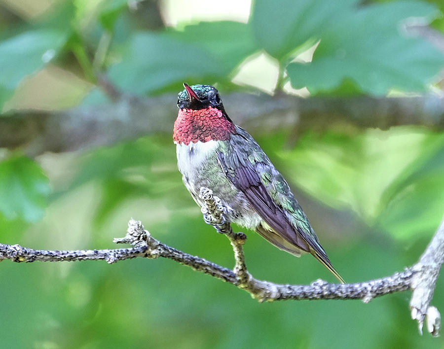 Ruby-throated Hummingbird #1 Photograph by Ronda Ryan