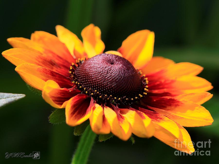 Rudbeckia named Toto Rustic #1 Photograph by J McCombie