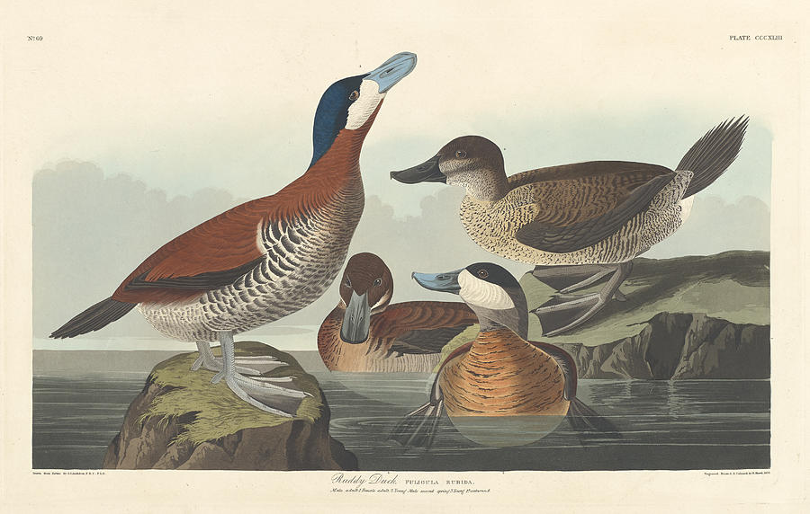 Ruddy Duck #1 Painting by John James Audubon