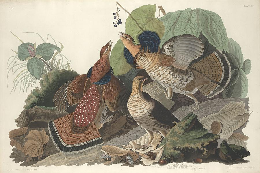 John James Audubon Drawing - Ruffed Grouse #1 by Dreyer Wildlife Print Collections 