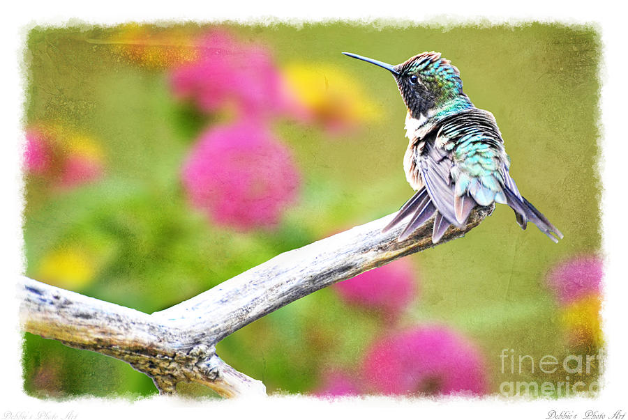 Ruffled Hummingbird #1 Photograph by Debbie Portwood