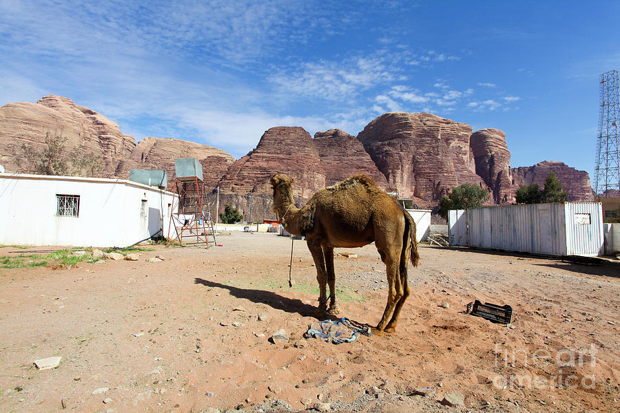 Camel Photograph - Rum village, Jordan #1 by Gal Eitan