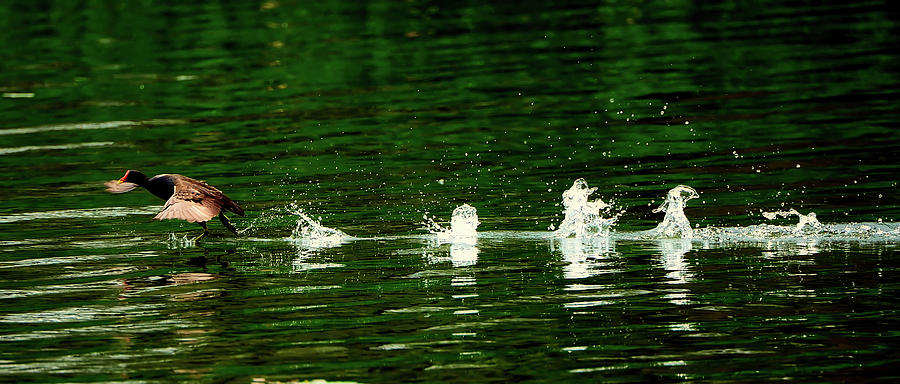 Running On Water #1 Photograph by Mountain Dreams