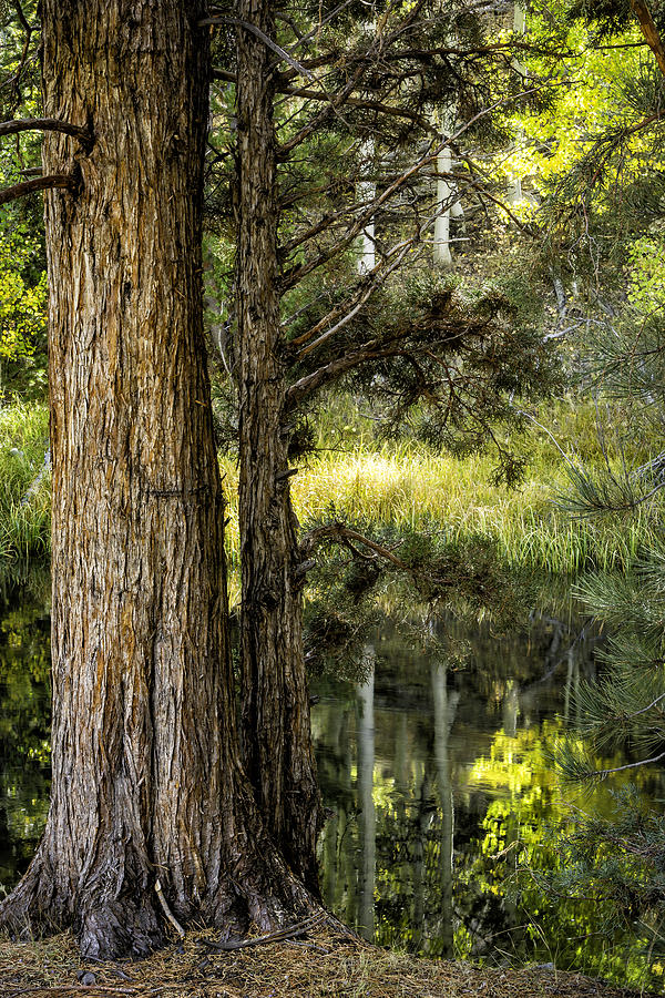 Rush Creek Pines 1 #2 Photograph by Timothy Hacker