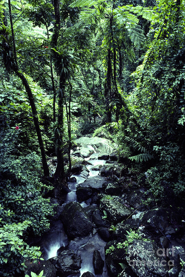 El Yunque National Forest Photograph - Rushing Stream El Yunque National Forest #1 by Thomas R Fletcher