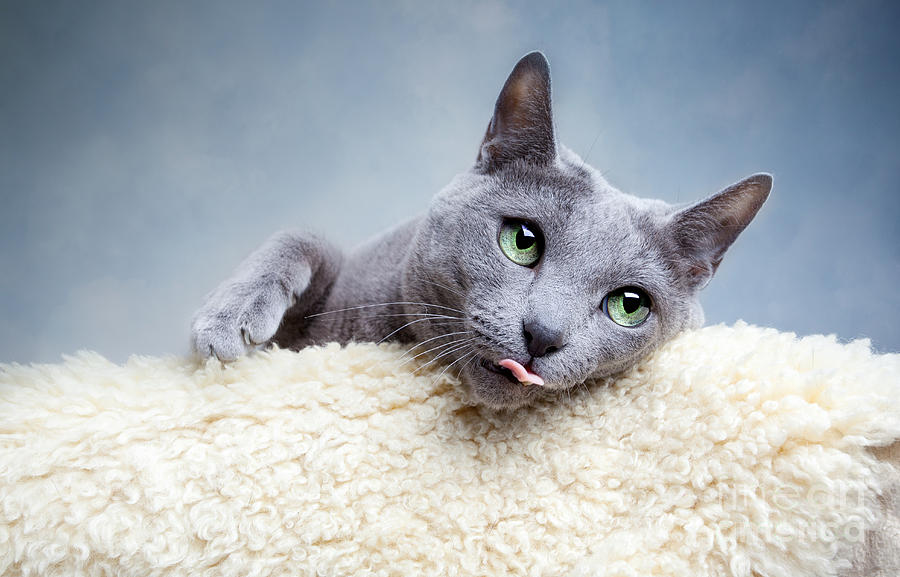 Cat Photograph - Russian Blue Cat #1 by Nailia Schwarz