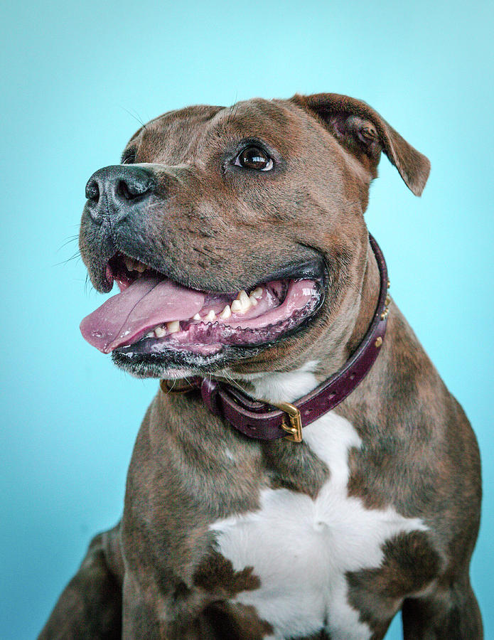 Dog Photograph - Rusty #1 by Pit Bull Headshots by Headshots Melrose
