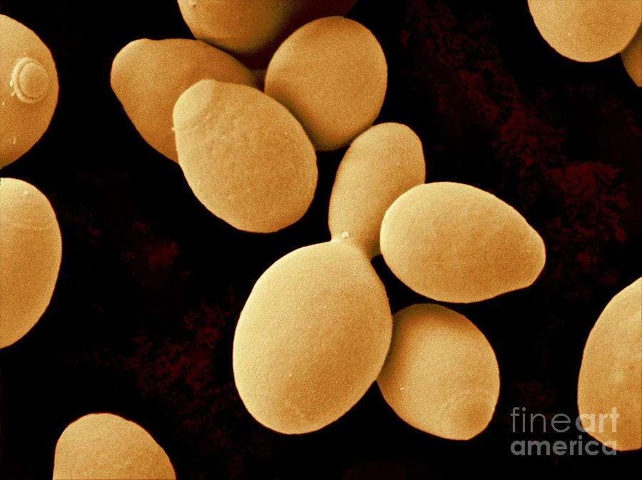 Saccharomyces Cerevisiae #1 Photograph by Scimat