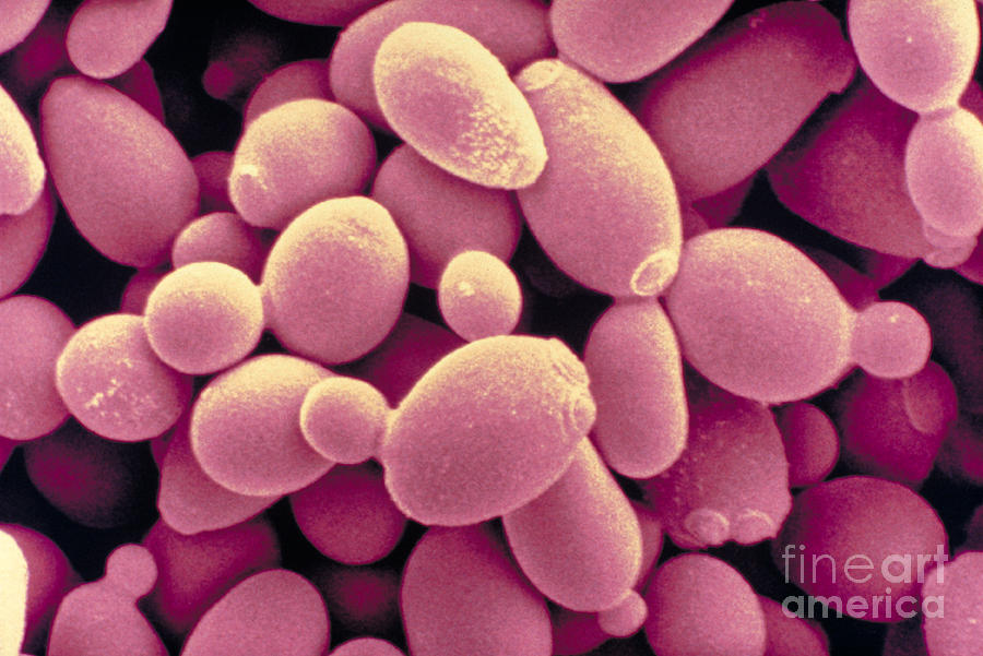 Saccharomyces Cerevisiae Yeast #1 Photograph by Scimat